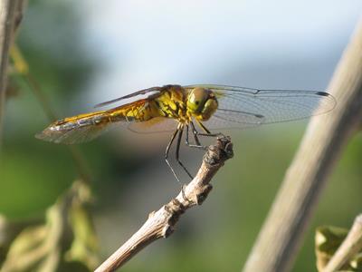 Dragonfly (1)